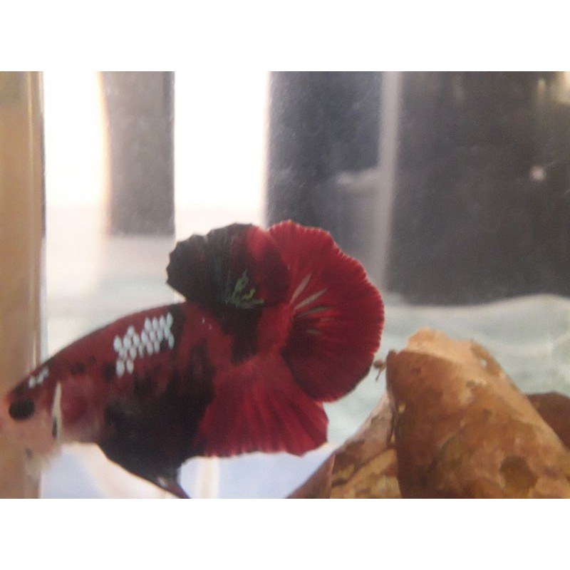 

Cupang Koi