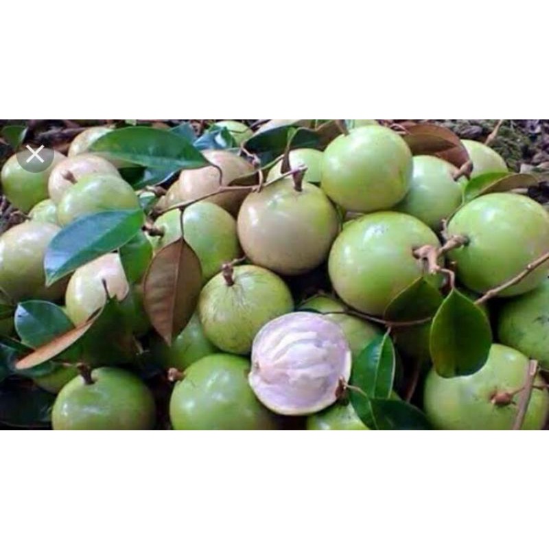 Buah kenitu kemasan 1kg