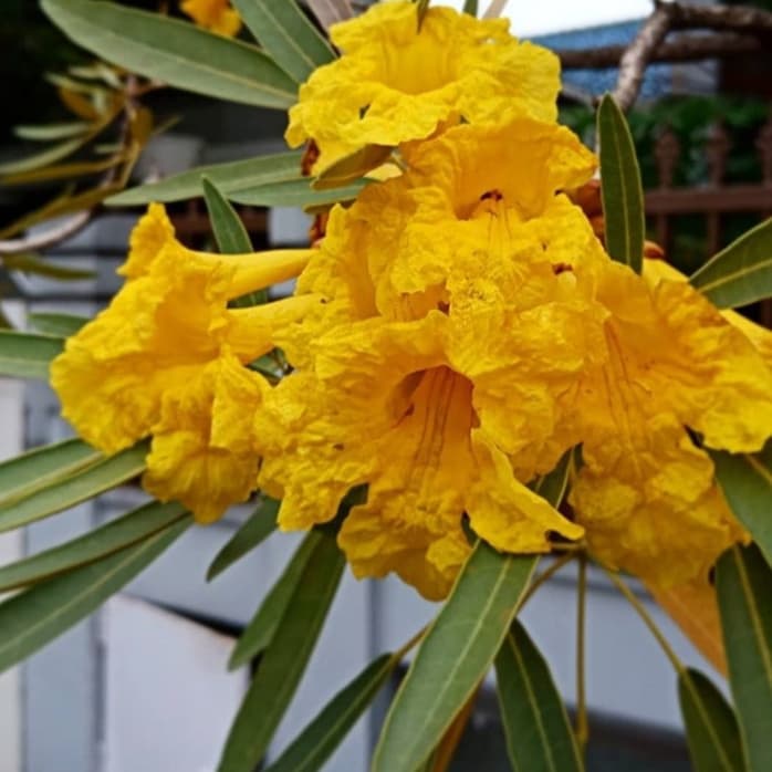 tanaman hias Tabebuya bunga sakura kuning 1meter - bibit tabebuya