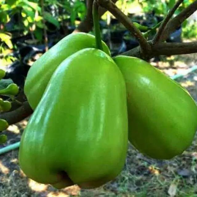 Bibit jambu air super green