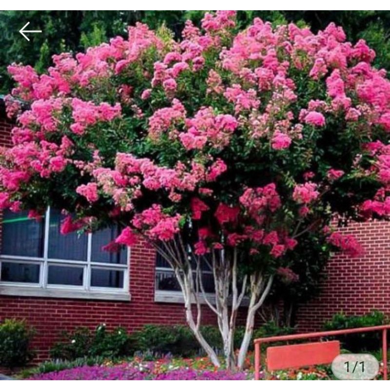 bunga sakura lokal pink