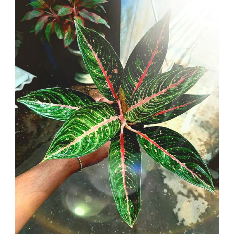 Tanaman Hias Aglonema Legacy Hijau / Tanaman Hias Hidup / Aglonema Murah / Bunga Hias Import / Tanam