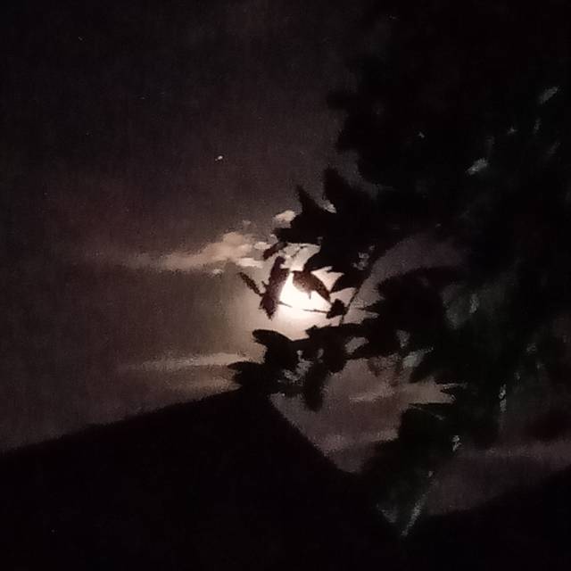 auroravanya