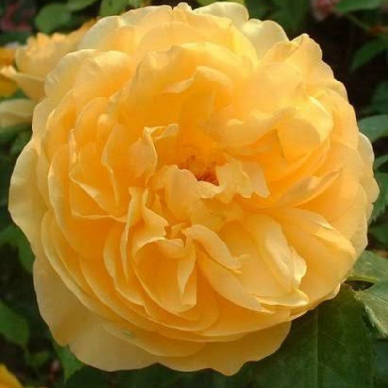 tanaman hias bibit kembang mawar cantik/tanaman hias bunga mawar bunga cantik, tanaman hias cantik b