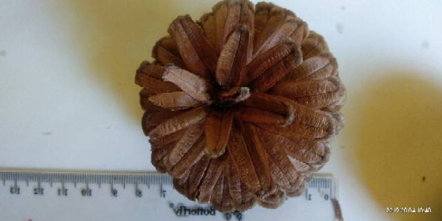 Bunga Pinus Kering Jumbo Mekar Pine Cones Rustic