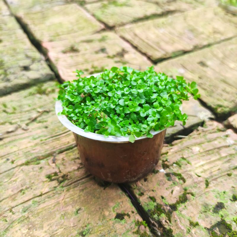 Monte Carlo Tanaman Aquascape