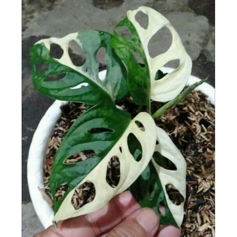 PROMO Bonggol janda bolong varigata/albino murah