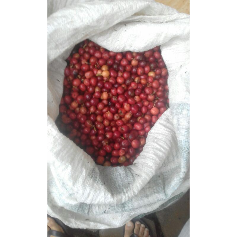 

Greenbean ekselsa Dampit petik merah