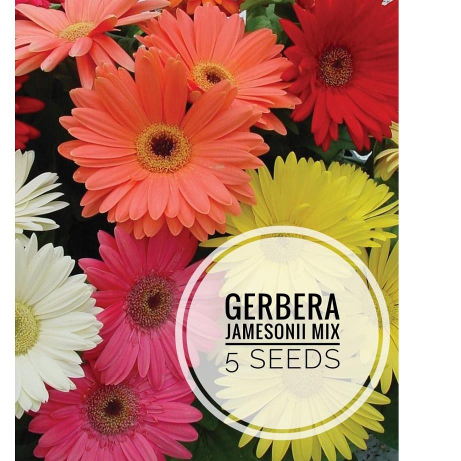 

Stok terbaru Gerbera Jamesonni mix 5 BenihPack