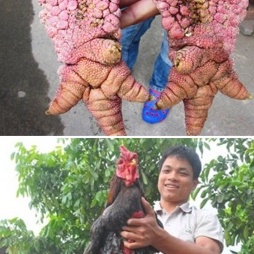 TELUR AYAM HIAS DONG TAO UNTUK DITETASKAN FERTIL ASLI