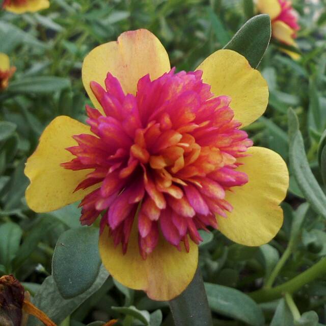 saipatulmarwahhambaling