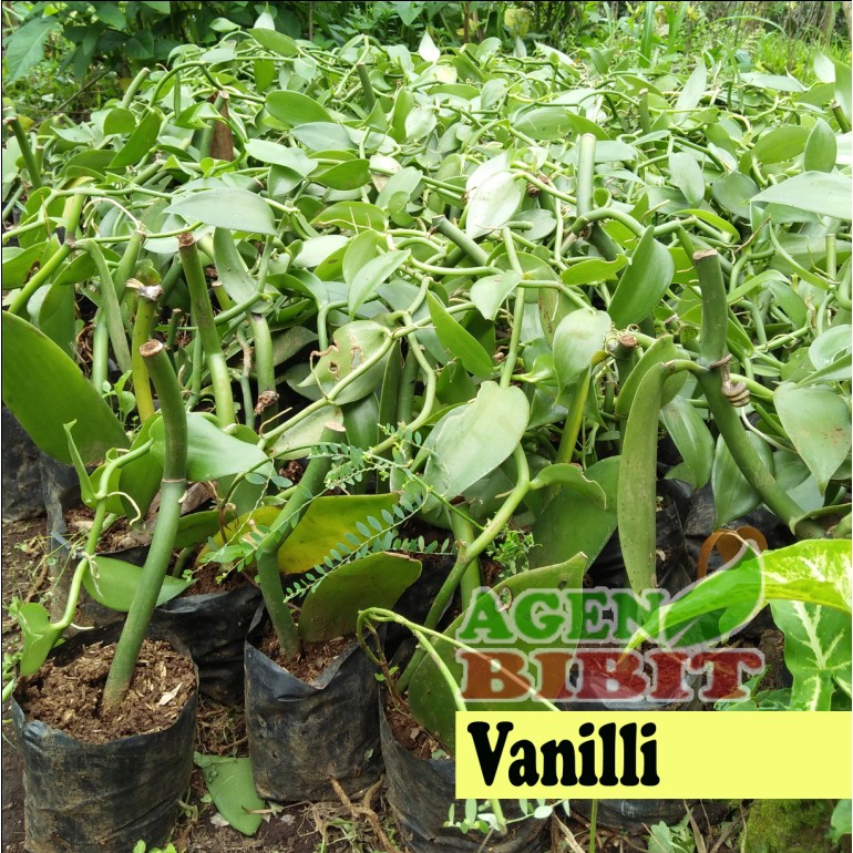 Jual Tanaman Buah Vanili Bibit Pohon Vanilli Vanili Rambat