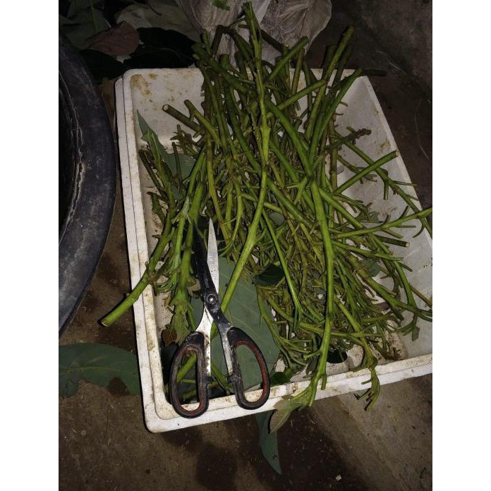 Bagus 10 Bibit Entres Pucuk Alpukat Lam Hass Australia ~@@~