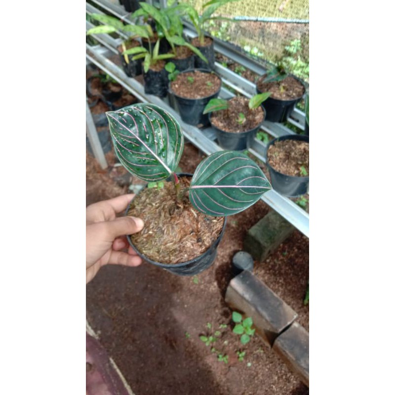 

tanamanhias rotumdum aceh