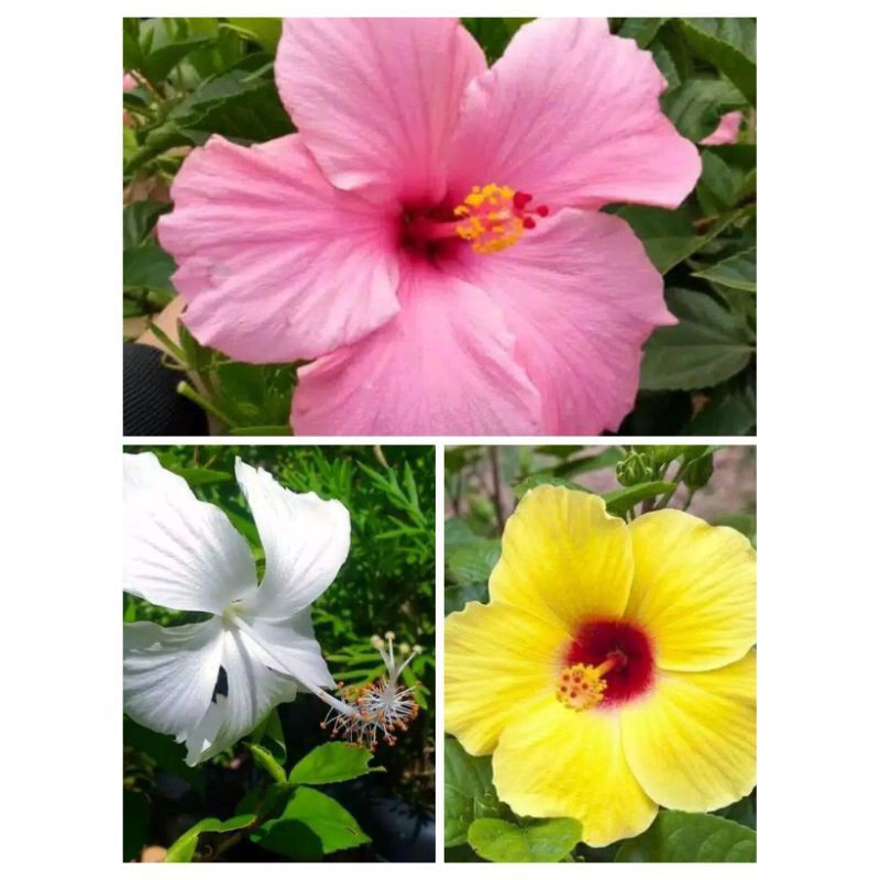PAKET 3 TANAMAN HIAS POHON KEMBANG SEPATU ( KUNING, PINK , PUTIH )