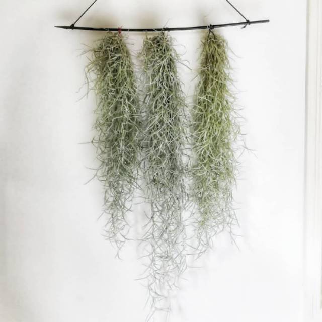 Spanish moss jenggot musa Tillandsia usneoides