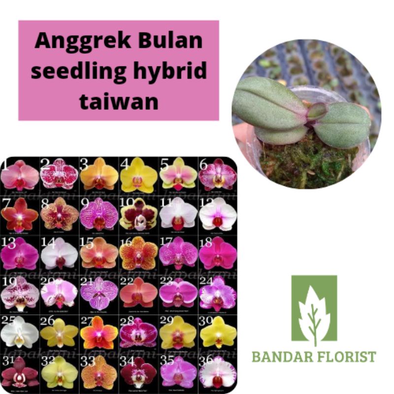Anggrek Bulan Seedling Hybrid Taiwan - Tanaman Anggrek - Anggrek Bulan