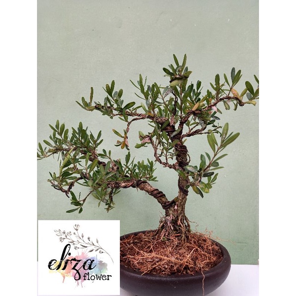 Tanaman hias pohon bonsai boxus siap pajang