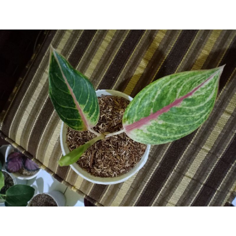 Aglonema Golden Siam