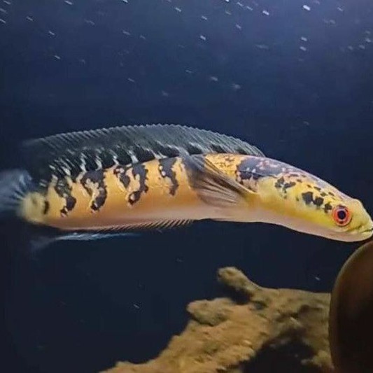 Ikan Cana Maru Yellow Sentarum Ukuran 7-8cm Murah Nampol