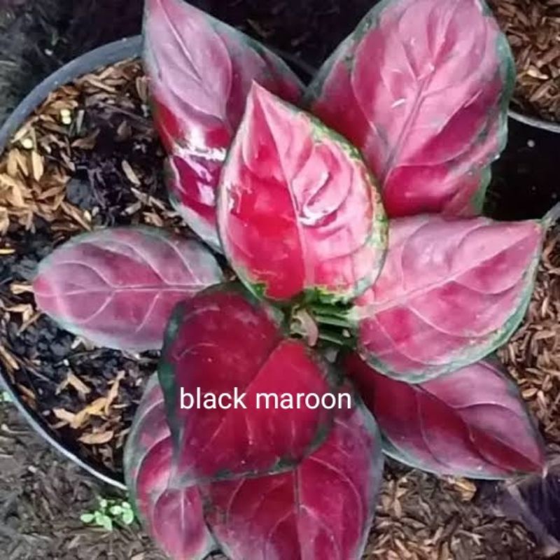 bibit bonggol AGLAONEMA BLACK MAROON