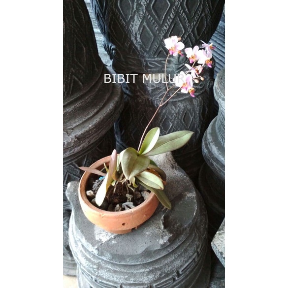 Bibit Bunga Anggrek bulan