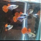 Ikan Hias guppy platinum Red tail dumbo ear PRTDE