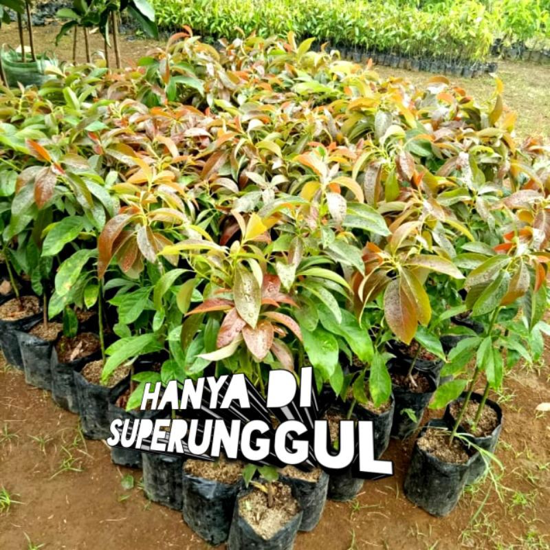 Bibit Alpukat Red Vietnam Superunggul