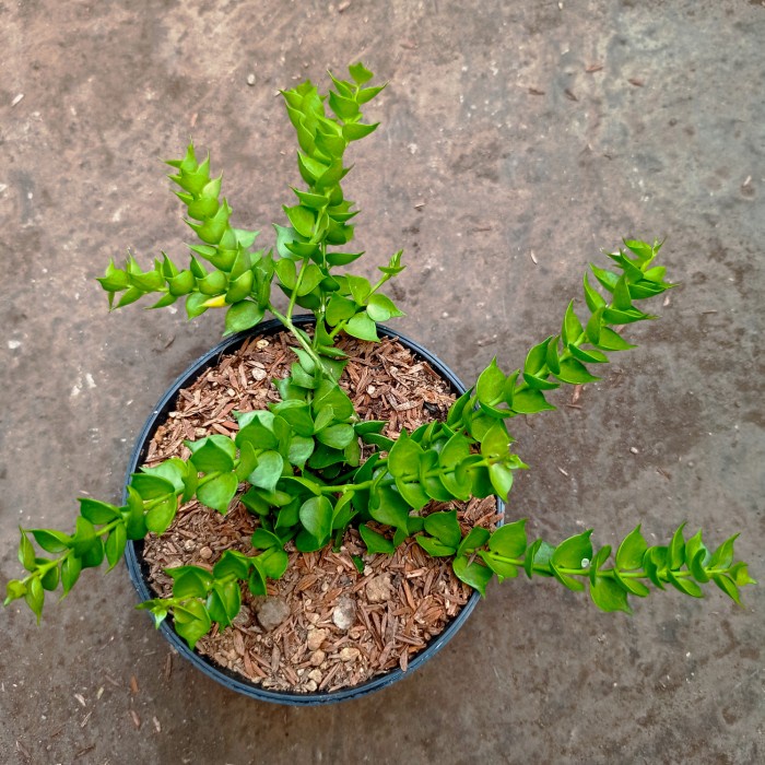 dischidia ruscifolia million hearts plant kaktus sukulen tanaman hias