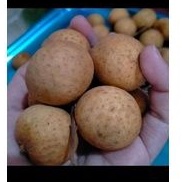 Kelengkeng stiker gold