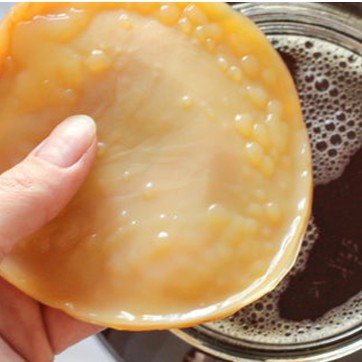 

Jamur teh jamur dipo kombucha asli, obat 1001 macam penyakit