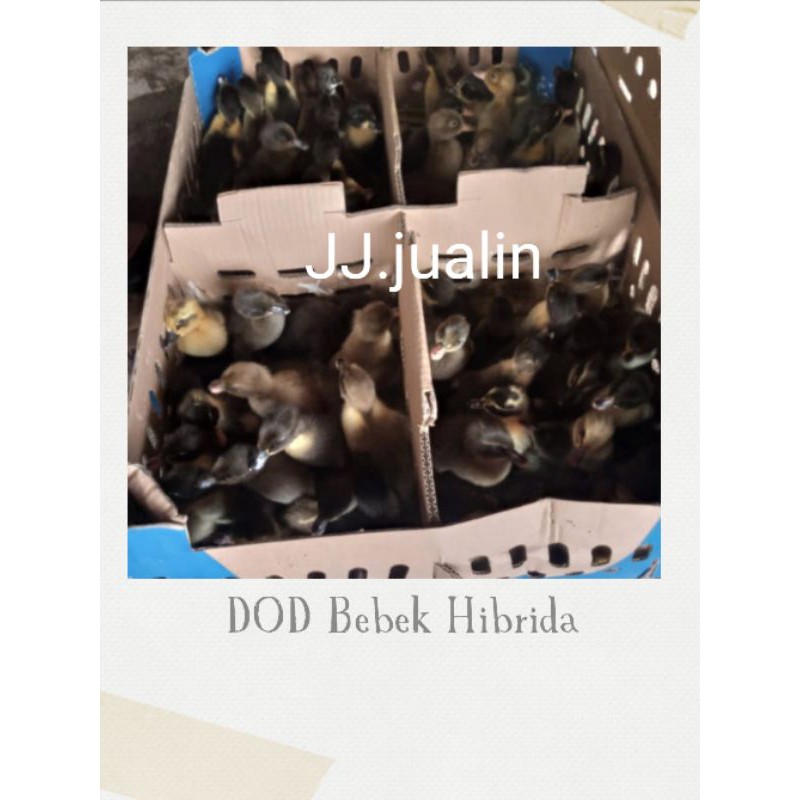 

bebek hibrida - anak bebek hibrida - dod hibrida