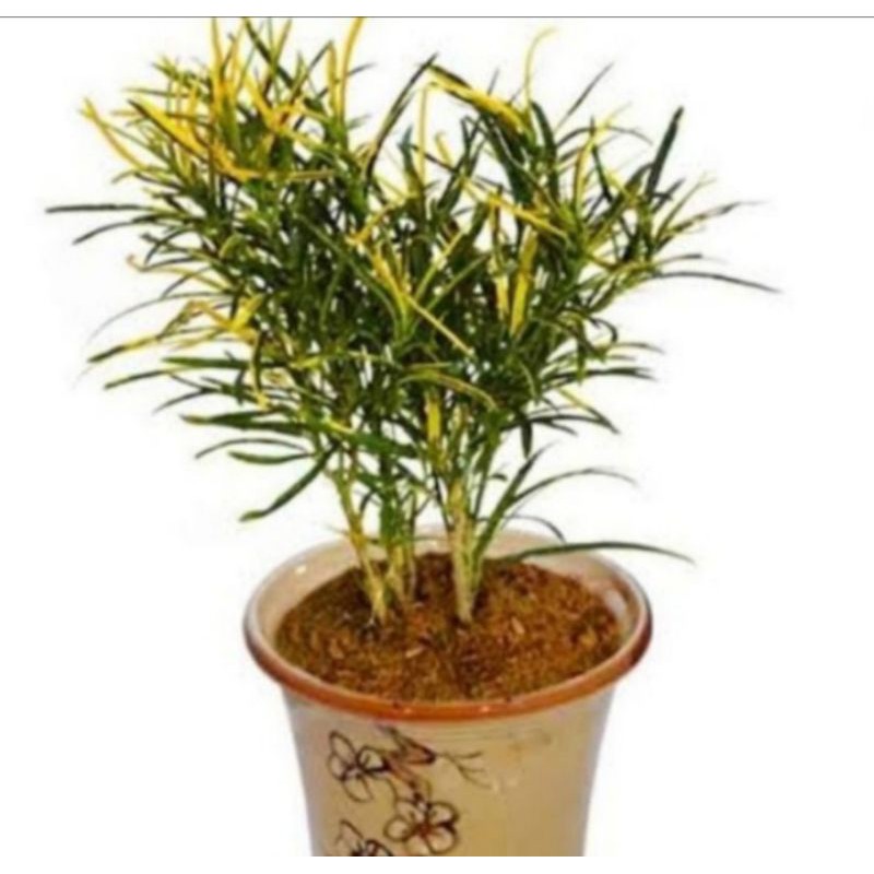 Pohon Puring Teri Kuning Tanaman Hias Pohon Puring Teri