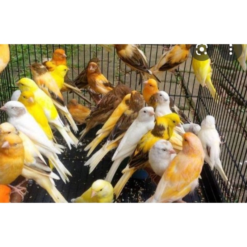 kenari AF macam² warna sortiran ketat bahan