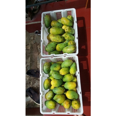 

mangga harummanis