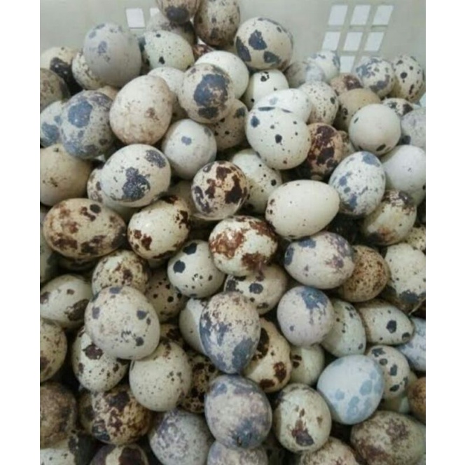 

Telor puyuh/500grm