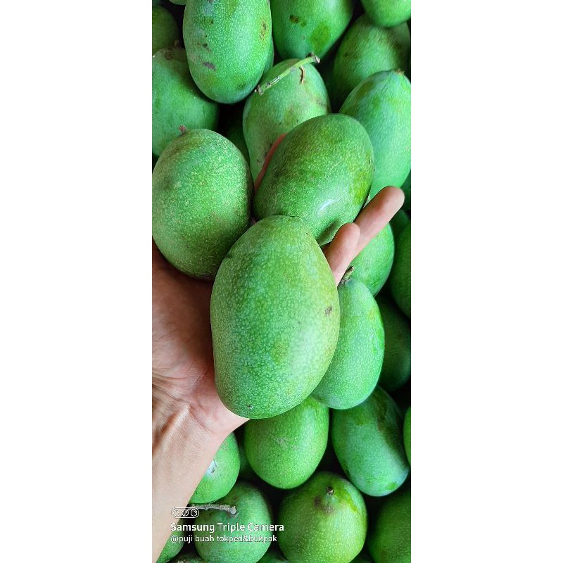 mangga manalagi madu manis