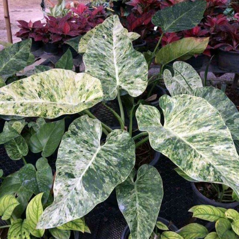 PROMO Bibit Bonggol Philodendron Giganteum Varigata