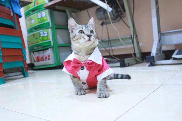 Tuxedo pink untuk kucing dan anjing size S M L XL / baju kucing murah