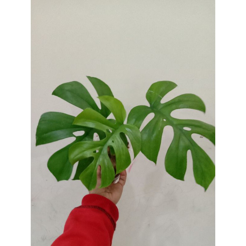 raphidopora tetrasperma