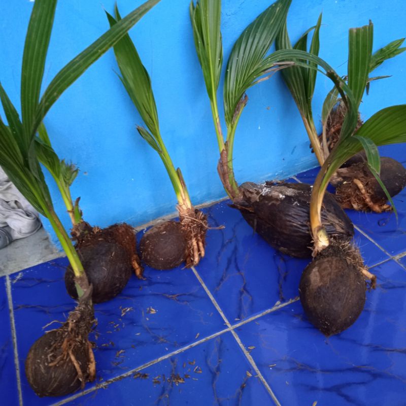 Bonsai Kelapa Minion Gading Orange Kuning Bonsai Kelapa Minion Lonjong Berakar berdaun hijau