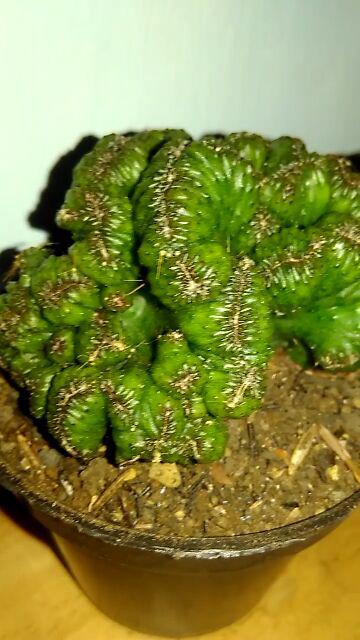 Kaktus Dan Sekulen ( Minimal 30 Packs )