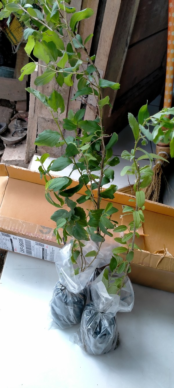 Beli 3 Gratis 1 Bidara Arab Sidr Ruqyah