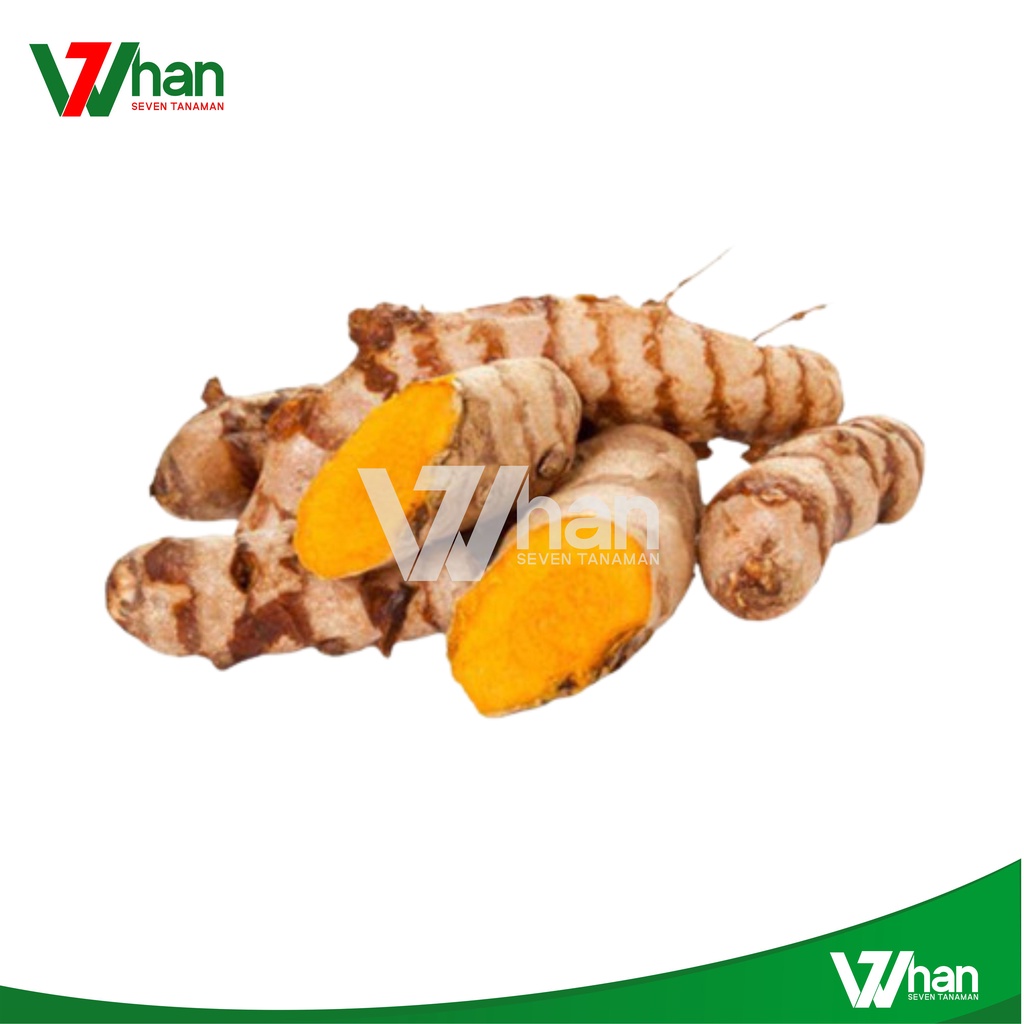 

KUNYIT KONENG SEGAR 100 GRAM WHAN7 TANAMAN
