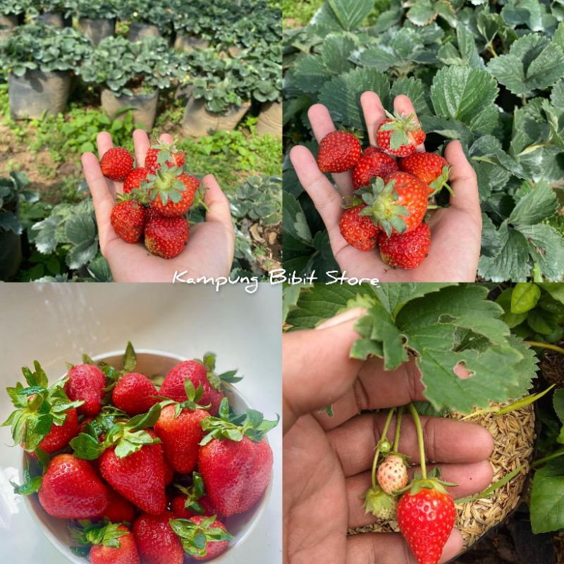 Jual Bibit Buah Strawberry California | Shopee Indonesia