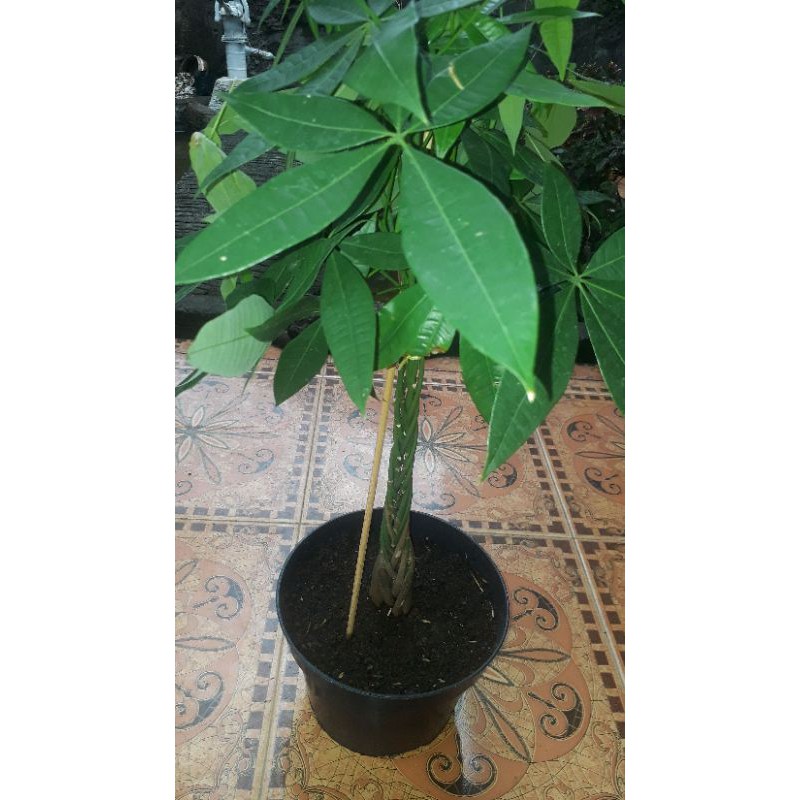 Pachira/money tree