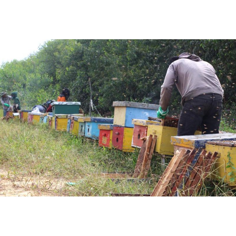 Bibit lebah Melifera