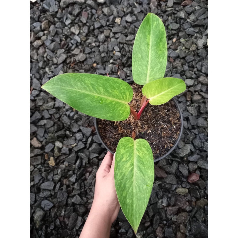 TANAMAN HIAS PHILODENDRON PAINTED LADY TANAMAN PHILO MURAH TANAMAN PHILODENDRON MURAH