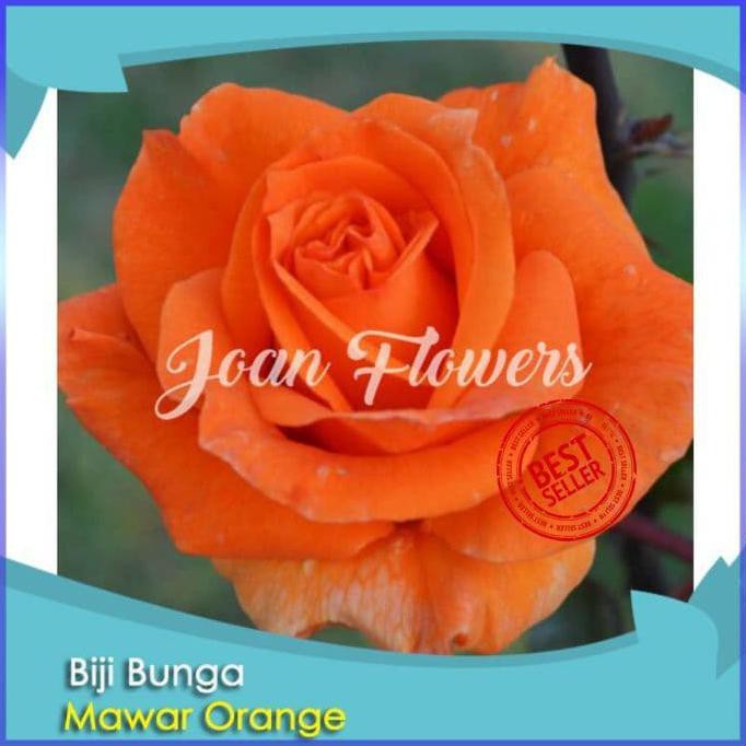BIBIT TANAMAN BUNGA MAWAR ORANGE IMPORT BENIH BIBIT TANAMAN HIAS TERBAIK