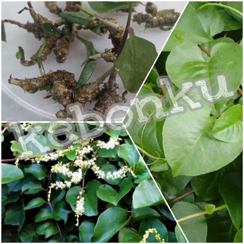 Umbi Akar Binahong  Segar, mudah tumbuh , cantik untuk pergola, tanaman rambat